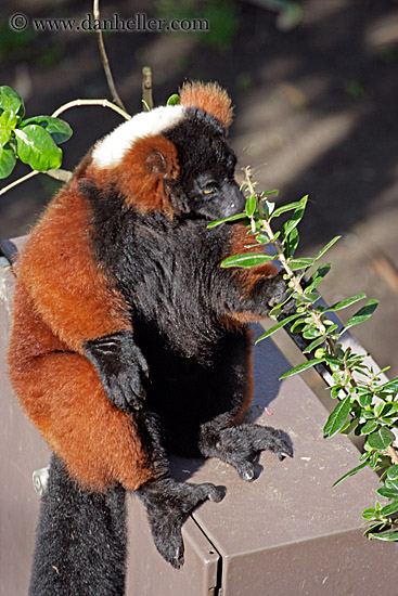 red-ruffed-lemur-03.jpg