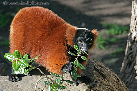 red-ruffed-lemur-04.jpg