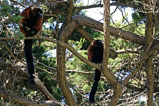 red-ruffed-lemur-05.jpg