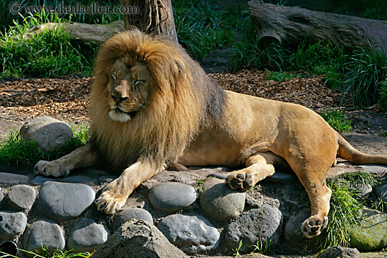 lion-3.jpg