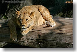 images/California/SanFrancisco/Zoo/Lions/lion-4.jpg