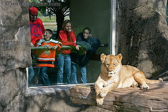 ppl-watching-lion-4.jpg