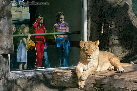 ppl-watching-lion-6.jpg