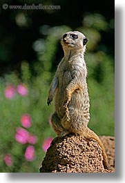 images/California/SanFrancisco/Zoo/Meerkat/meerkat-02.jpg