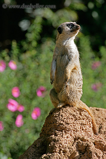 meerkat-04.jpg