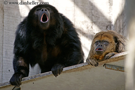 howler-monkey-01.jpg