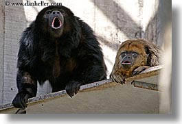 images/California/SanFrancisco/Zoo/Monkeys/HowlerMonkeys/howler-monkey-01.jpg
