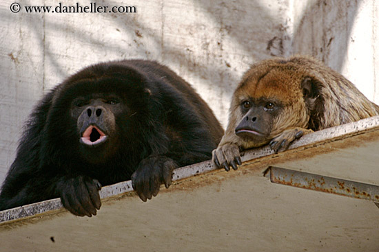 howler-monkey-02.jpg