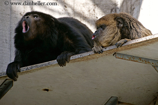 howler-monkey-03.jpg