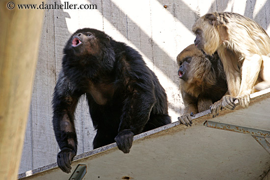 howler-monkey-04.jpg