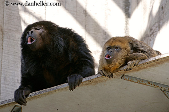 howler-monkey-05.jpg