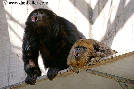 howler-monkey-06.jpg