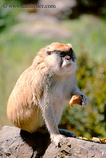 patas-monkeys-2.jpg