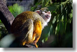 images/California/SanFrancisco/Zoo/Monkeys/squirrel-monkey.jpg