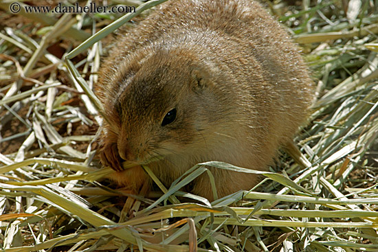 prairie-dog-04.jpg