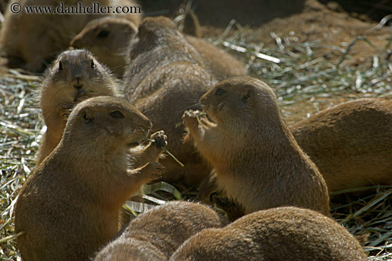 prairie-dog-05.jpg