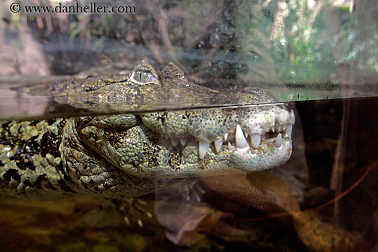 broad_nosed-caiman-2.jpg