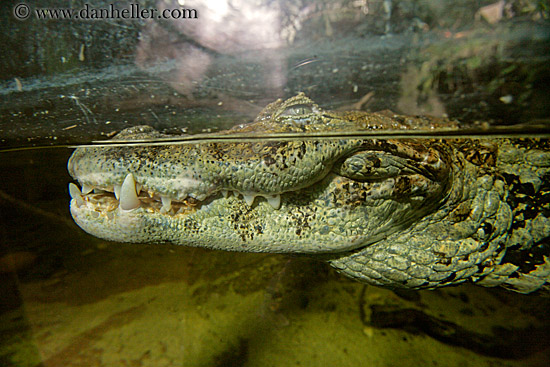 broad_nosed-caiman-4.jpg