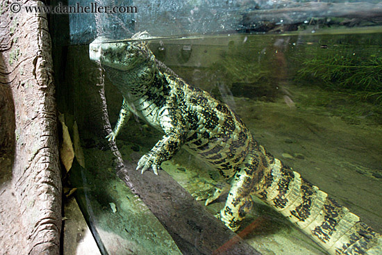 broad_nosed-caiman-5.jpg