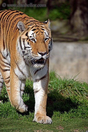 siberian-tiger-1.jpg