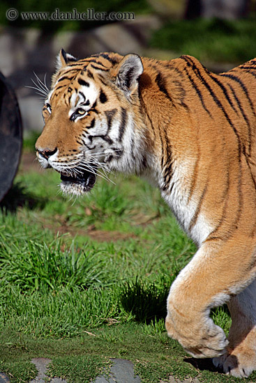 siberian-tiger-2.jpg