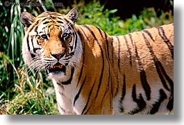 images/California/SanFrancisco/Zoo/Tigers/sumatran-tiger-1.jpg