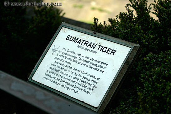 sumatran-tiger-sign.jpg