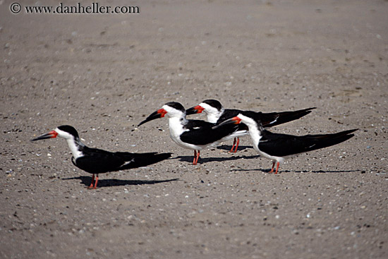 beach-birds-1.jpg