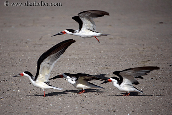 beach-birds-2.jpg