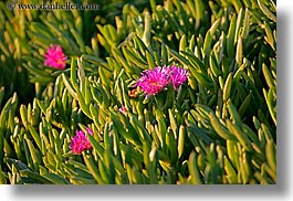 images/California/SantaBarbara/Misc/pink-flower-ice_plant.jpg