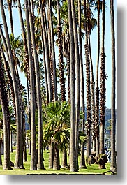 california, nature, palm trees, plants, santa barbara, trees, vertical, west coast, western usa, photograph