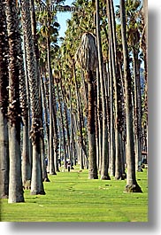 images/California/SantaBarbara/Trees/palm_trees-4.jpg
