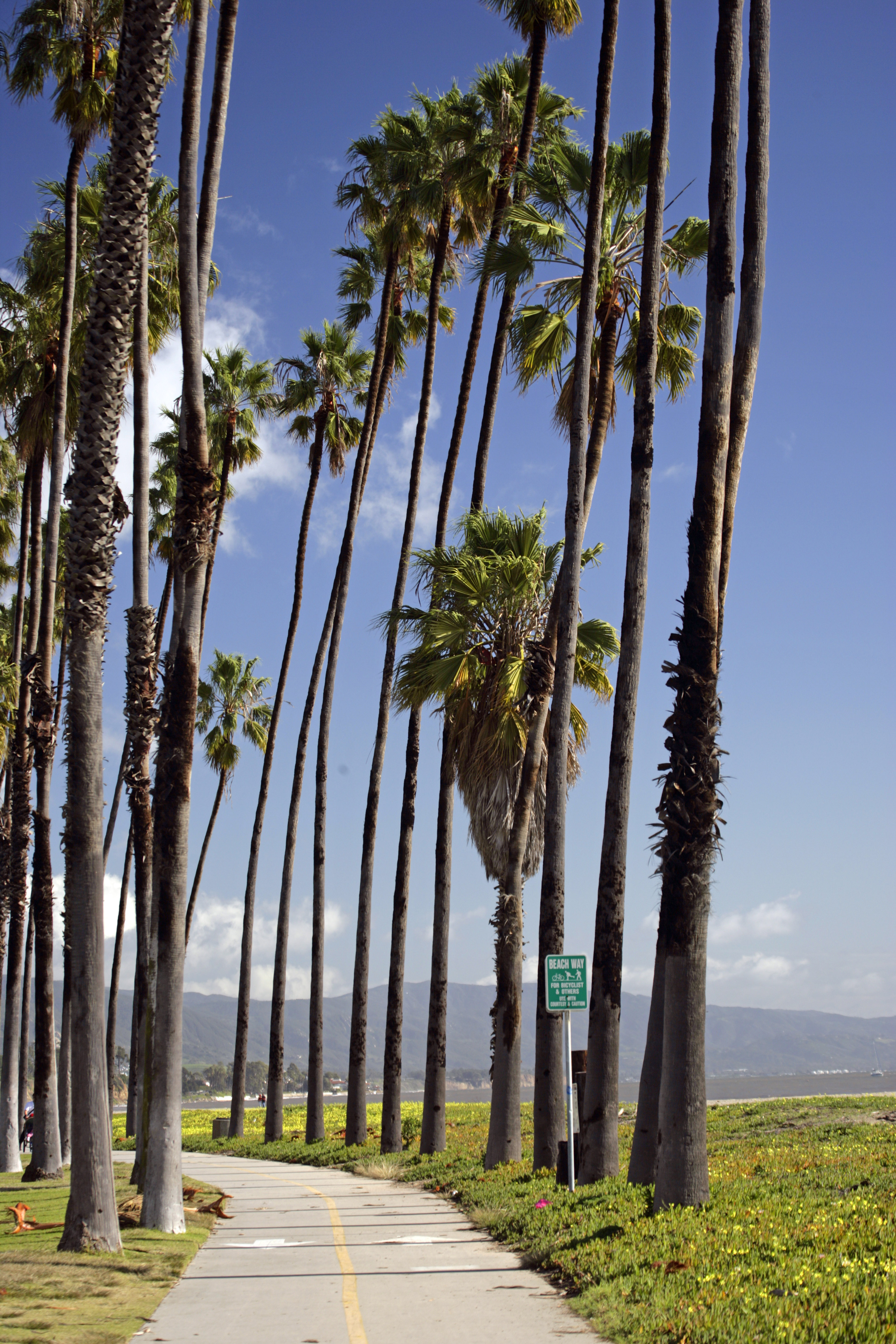 path-n-palm_trees.jpg