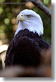 images/California/SantaBarbara/Zoo/american-bald-eagle.jpg