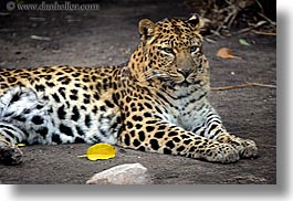 images/California/SantaBarbara/Zoo/amur-leopard.jpg