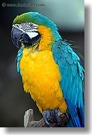 images/California/SantaBarbara/Zoo/blue-n-yellow-parrot-1.jpg