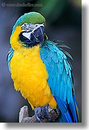 images/California/SantaBarbara/Zoo/blue-n-yellow-parrot-2.jpg