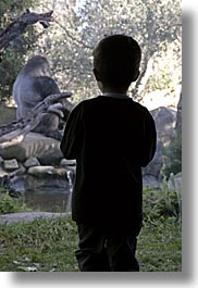 images/California/SantaBarbara/Zoo/child-watching-gorilla.jpg