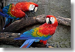 images/California/SantaBarbara/Zoo/colorful-parrots-1.jpg