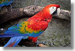 images/California/SantaBarbara/Zoo/colorful-parrots-2.jpg