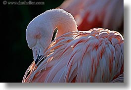images/California/SantaBarbara/Zoo/flamingo-1.jpg