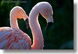 images/California/SantaBarbara/Zoo/flamingo-2.jpg
