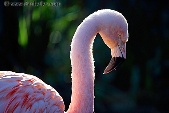 flamingo-3.jpg