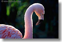 images/California/SantaBarbara/Zoo/flamingo-3.jpg