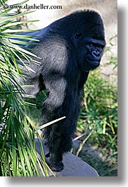 images/California/SantaBarbara/Zoo/gorilla-1.jpg