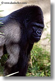 images/California/SantaBarbara/Zoo/gorilla-2.jpg