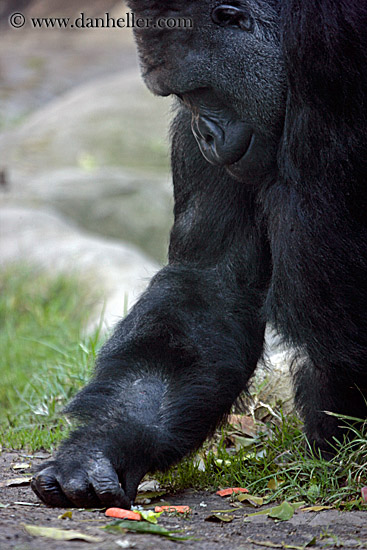 gorilla-picking-carrots.jpg