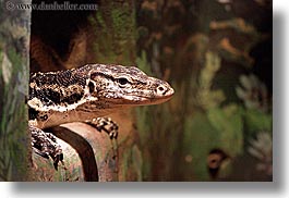 images/California/SantaBarbara/Zoo/granite-spiny-lizard.jpg