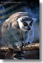 images/California/SantaBarbara/Zoo/lemur-1.jpg