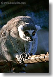 images/California/SantaBarbara/Zoo/lemur-2.jpg